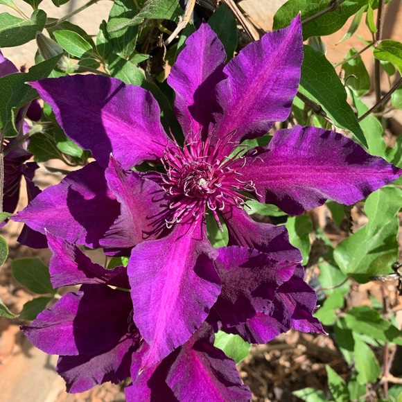 Meet your Posher, Lilly jayne - Picture 1 of 1